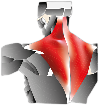 Musculo trapecio