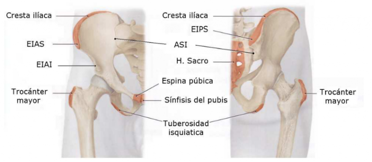 Pelvis femenina