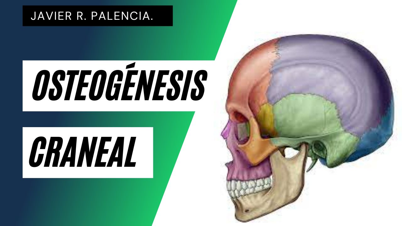 Curso de Osteogénesis Craneal y Desarrollo Articular. OCS3